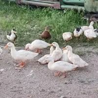 جوجه اردک