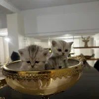 بچه گربه های اسکاتیش|گربه|تهران, بلوار کشاورز|دیوار