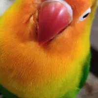 طوطی برزیلی گم شده