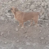 سگ پاکوتاه ارزان