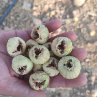 فروش عمده و خرده انجیر درجه یک فقط نقدی|خوردنی و آشامیدنی|شیراز, دارالرحمه|دیوار