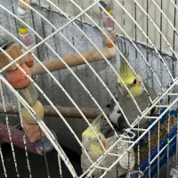 دو عدد عروس هلندی با قفس|پرنده|آمل, |دیوار