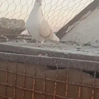 کبوتر|پرنده|گلبهار, شهر جدید گلبهار|دیوار