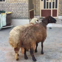 گوسفند
