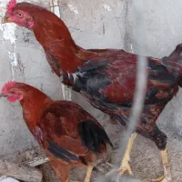 خروس کردی و لاری