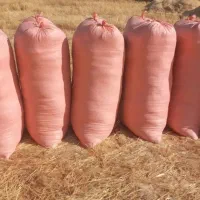 فروش کاه گندم کیفیت عالی