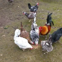 تخم نطفه دار گلین لری|حیوانات مزرعه|قائم‌شهر, |دیوار