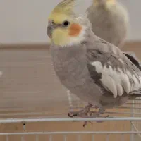 قیمت. ۳۳۰۰۰۰۰ تومان