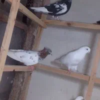 کبوتر سنگر|پرنده|سنگر, |دیوار