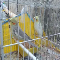 طوطی عروس|پرنده|رشت, بازار|دیوار