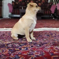 توله سگ پاکوتاه|سگ|زنجان, |دیوار