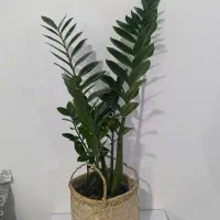 گل شفلرا .زاموفیلیا  برفی‌.یشم.برکین .روز مادر|گل و گیاه طبیعی|اراک, |دیوار