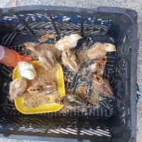 جوجه محلی یک هفته