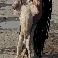 سگ سرابی گمشده