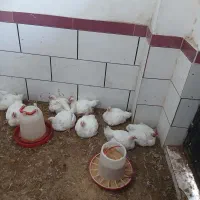 مرغ زنده با پرکن تمیز میکنم