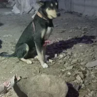 سگ دوبرمن ماده قیمت ۸ملیون