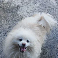 واگذاری سگ پاور روباهی|سگ|همدان, |دیوار