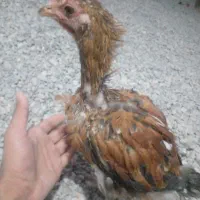 چند نمونه خروس|حیوانات مزرعه|خاش, |دیوار