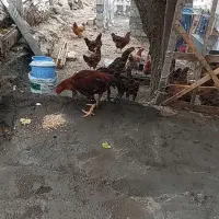 مرغ وخروس