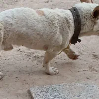 فروش سگ پامر