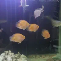 ماهی پرت کینگ کونگ و پلی اندیچری