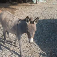 الاغ جوان ماده