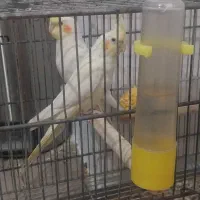 عروس هلندی و طوطی برزیلی