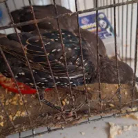فروش پرنده سارنروماده باقفس یک میلیون پانصدهزار|پرنده|اسلام‌شهر, شهرک لاله|دیوار