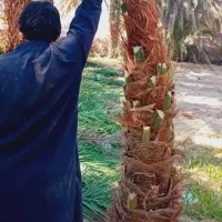 کوگ ربی مضافتی پیارم. زاهدی تعداد بالا دارم ارسال|خدمات باغبانی و درختکاری|ایرانشهر, |دیوار