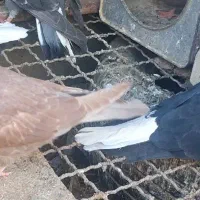 تعداد کبوتر روهمی ...قیمت مناسب|پرنده|بافق, |دیوار