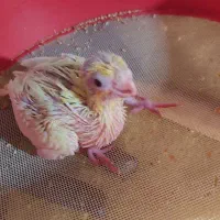 عروس هلندی سرلاکی کوتوله ماده مرغ عشق سرلاکی  فنچ