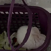 فروش خرگوش ناز سفید