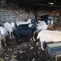 بز های آبستن 6 دندان