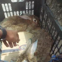 خرگوش