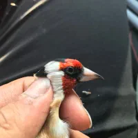 قناری نر سهره محاجر|پرنده|اردبیل, |دیوار