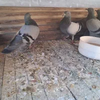 چهار  عدد کبوتر چاهی