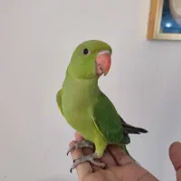 طوطی ملنگو نر دستی چلوندنی