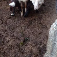 گوسفند دوقلوزا بره وره مار|حیوانات مزرعه|قائم‌شهر, |دیوار