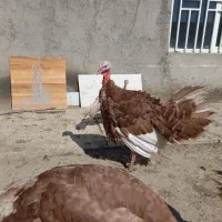 بوقلمون محلی بوربون ۴/۵ ماهه