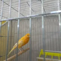 قناری نر مست