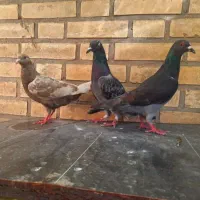 کبوتر پلاکی