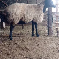 گوسفند شال داشتی کشتاری|حیوانات مزرعه|سنگدوین, |دیوار