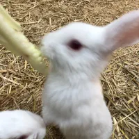 خرگوش دستی|موش و خرگوش|سبزوار, قصبه شرقی|دیوار