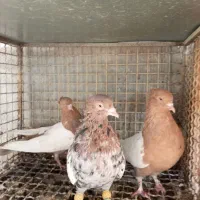 کبوتر خوبا|پرنده|شیراز, اصلاح‌نژاد|دیوار