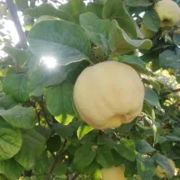 میوه به درجه یک