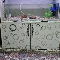 اکواریوم|ماهی|شیراز, گویم|دیوار