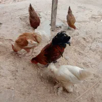 5عدد مرغ و خروس