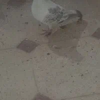 فروش جفت کلاغ بدرنگ|پرنده|کرمان, |دیوار