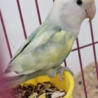 طوطی برزیلی نر