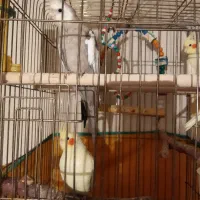 عروس هلندی بالغ|پرنده|رامسر, |دیوار